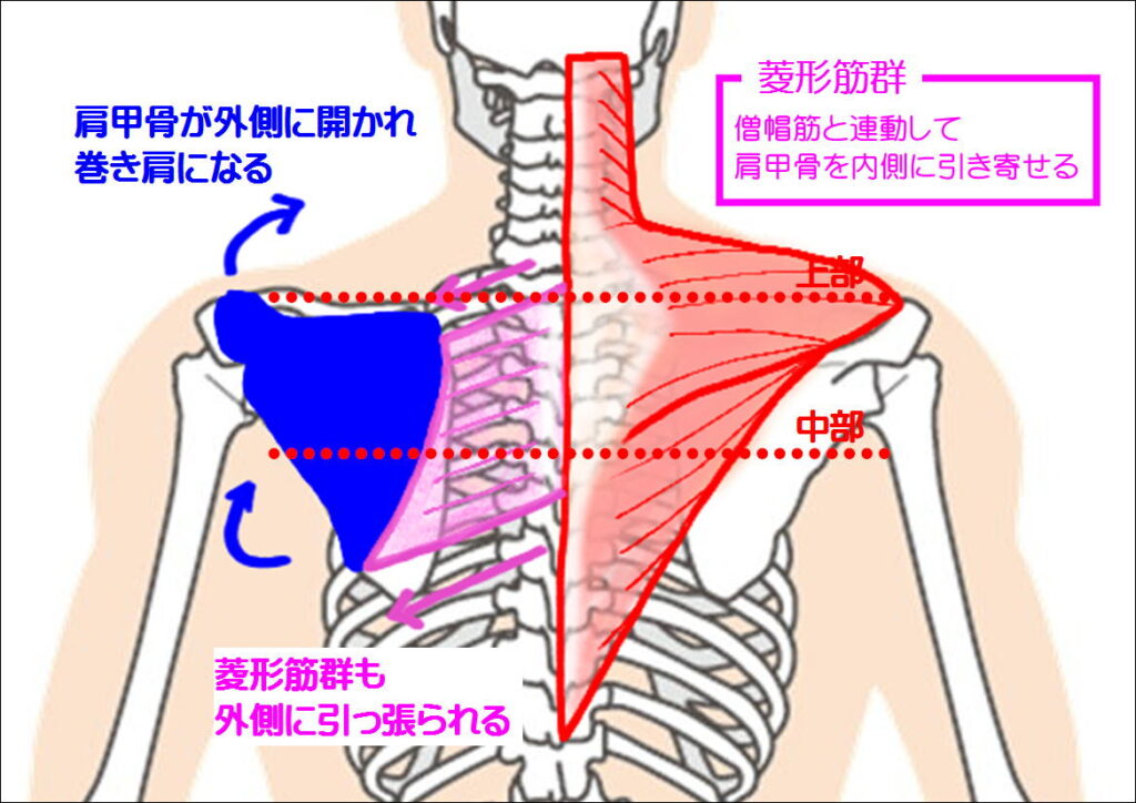 肩甲骨が外側に開かれる