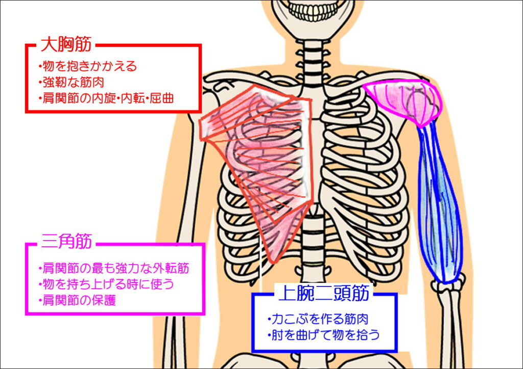 大胸筋、三角筋、上腕二頭筋の働き