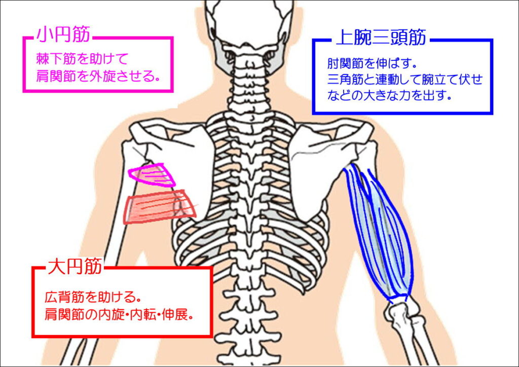 小円筋、大円筋、上腕三頭筋の働き