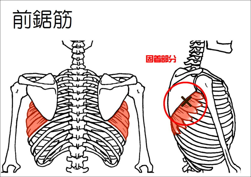 前鋸筋の固着部分