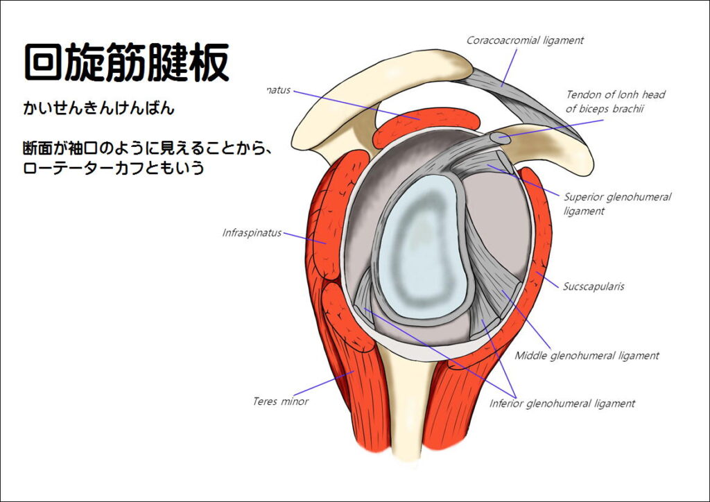 回旋筋腱板