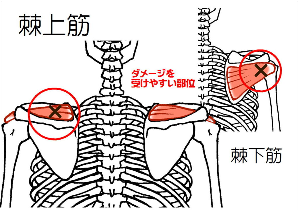 棘上筋と棘下筋