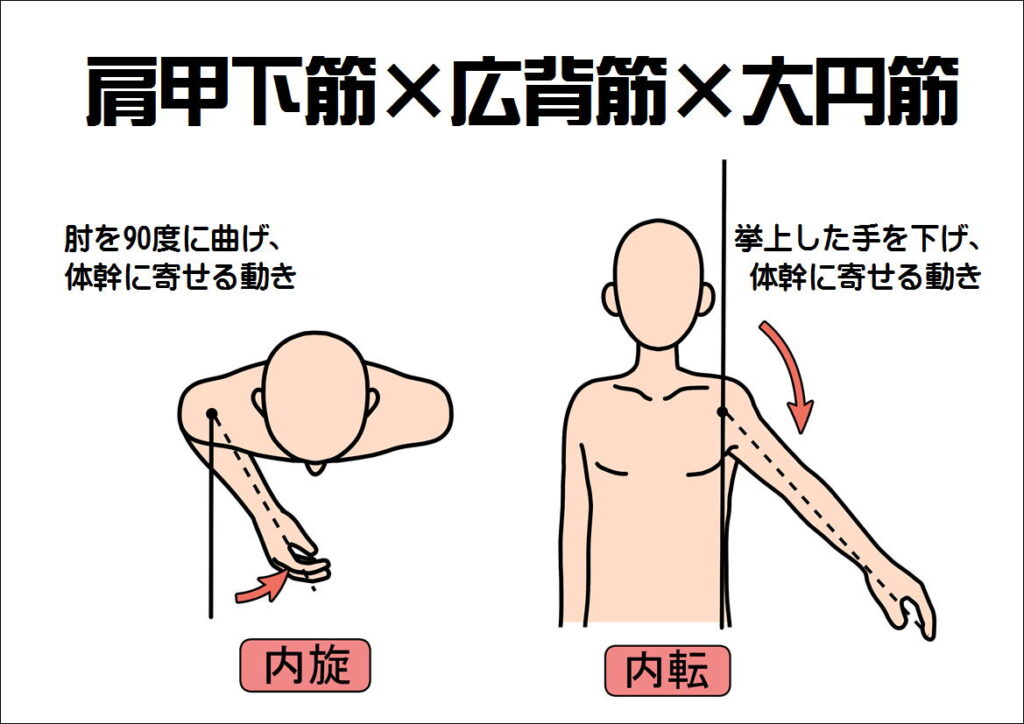 肩甲下筋と広背筋と大円筋の働き