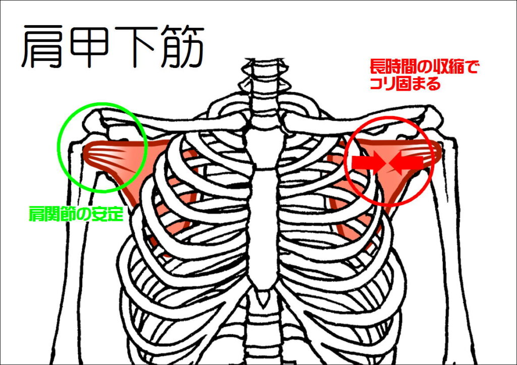 肩甲下筋の働きなど