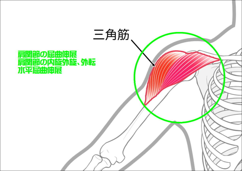 三角筋の働き