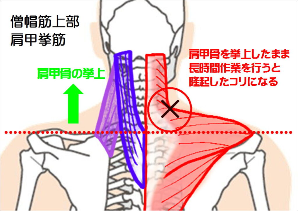 僧帽筋と肩甲挙筋の働き