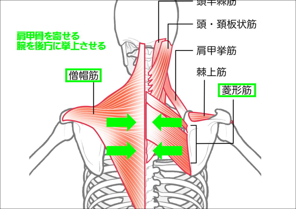 僧帽筋と菱形筋の働き