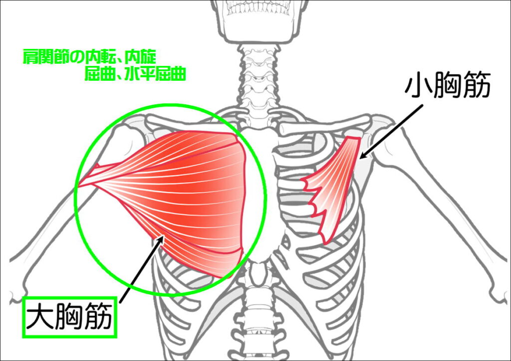 大胸筋の働き