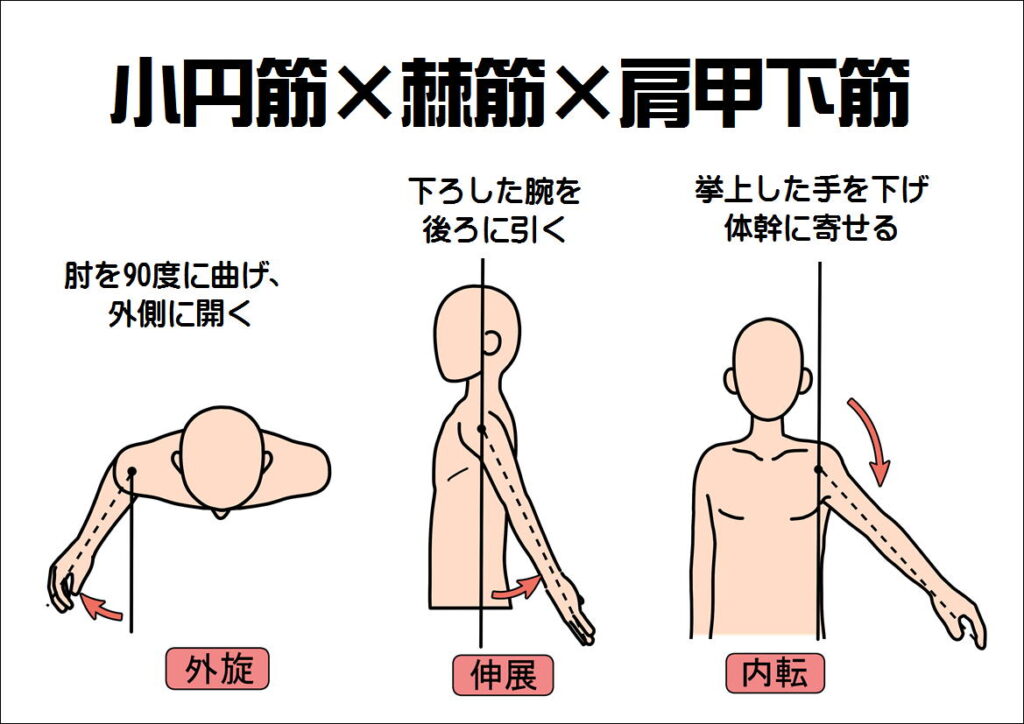 小円筋と棘筋と肩甲下筋の働き