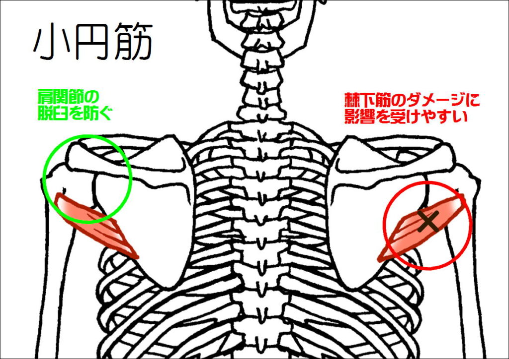 小円筋の働きなど