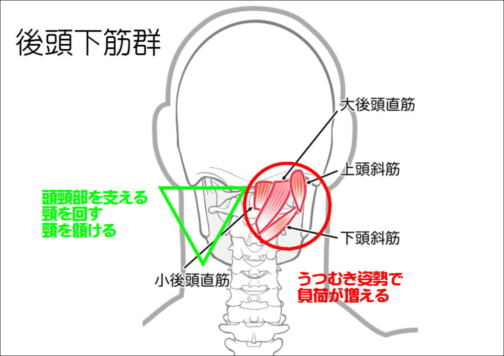 後頭下筋群