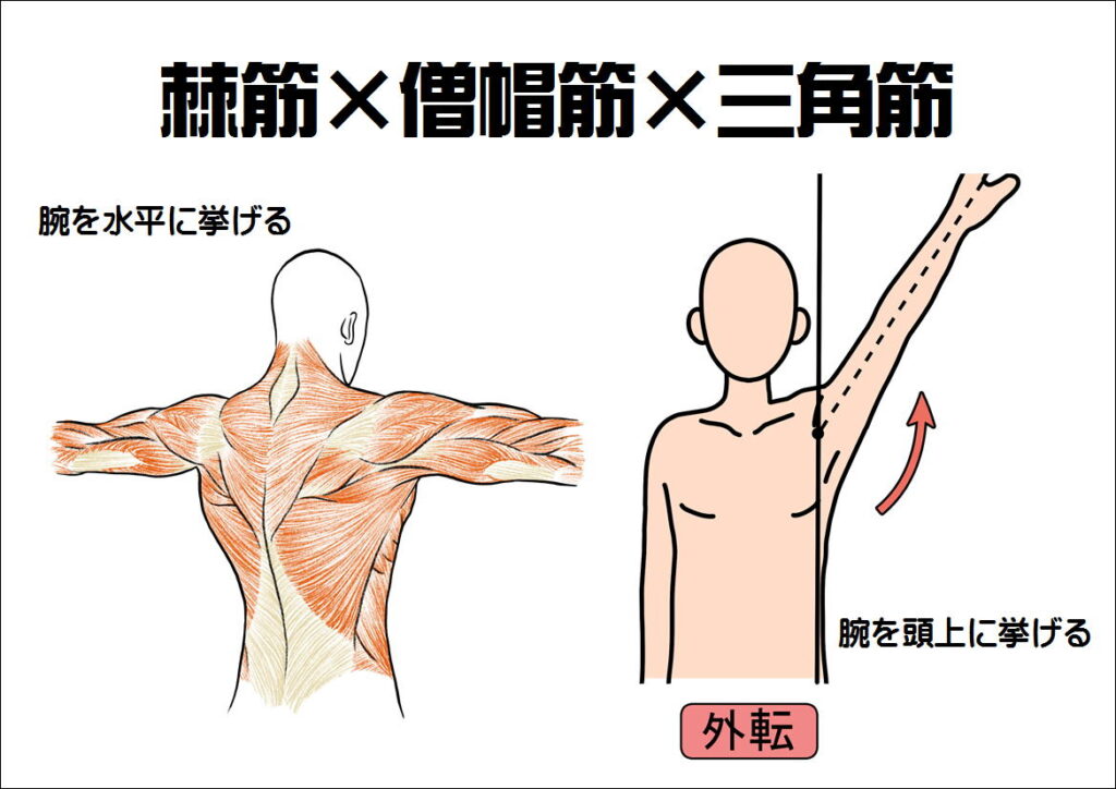 棘筋と僧帽筋と三角巾の働き