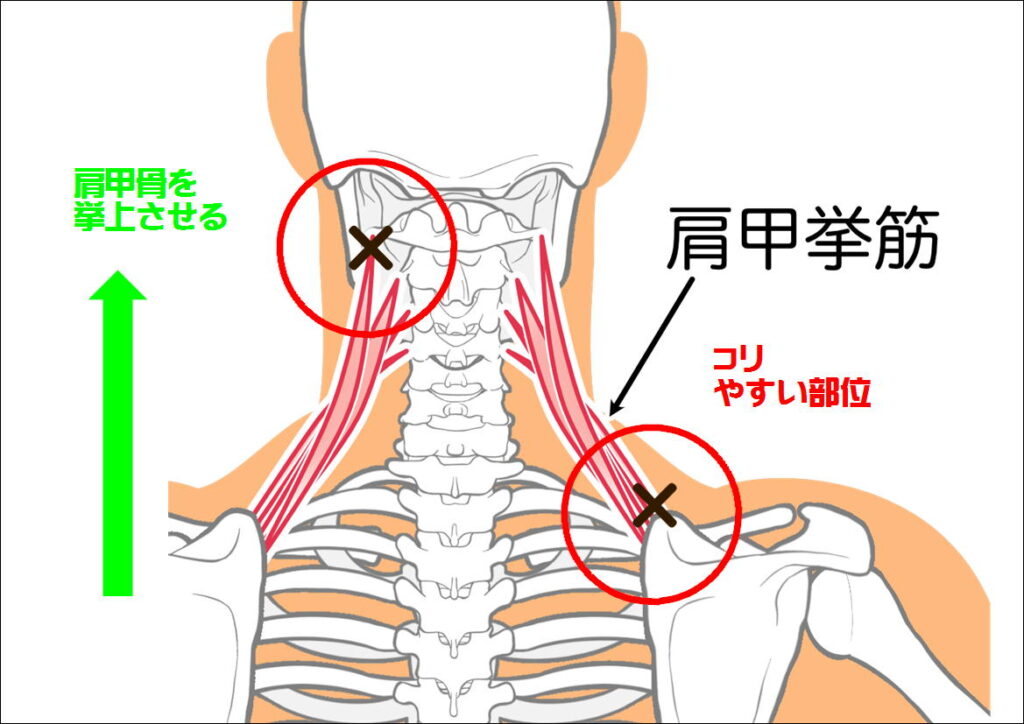 肩甲挙筋の働きとコリ