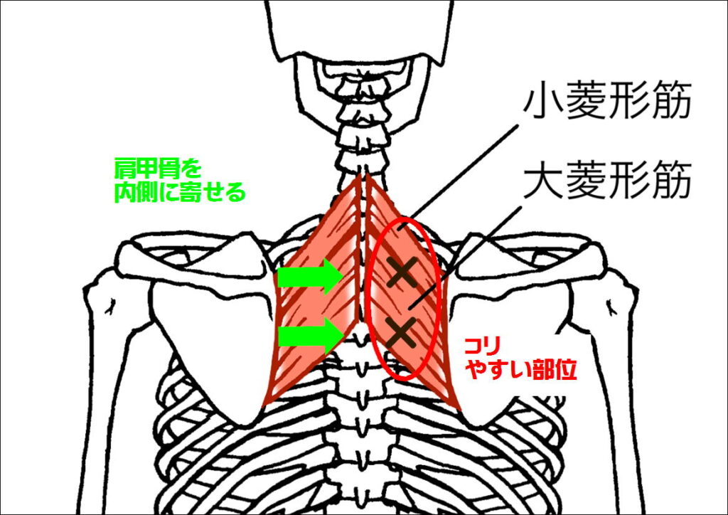 菱形筋群の働きとコリ