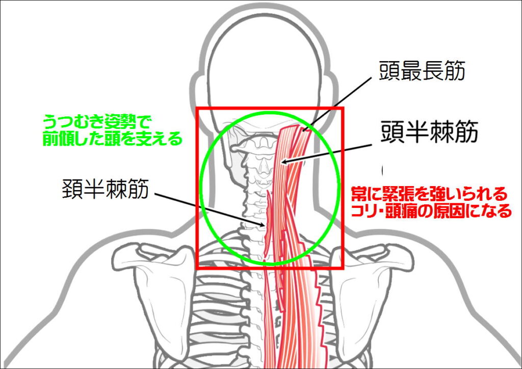 頸半棘筋と頭半棘筋